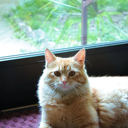 Ξενοδοχείο Paradiso 2*