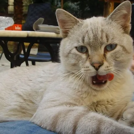 Paradiso 2* Milánó